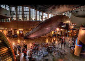 Acuario del Pacífico. Anaheim.