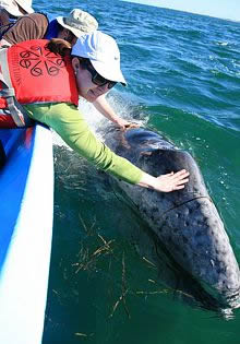 Avistamientos de la ballena gris.