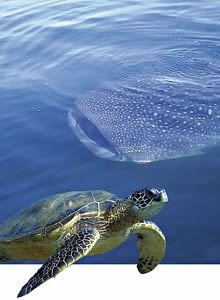 Bahía de los Ángeles. Hábitat de la tortuga marina y el tiburón ballena