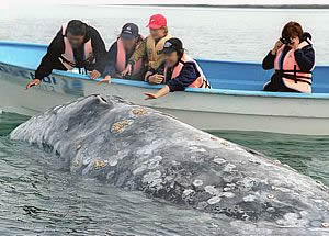 Ballena Gris en BCS.