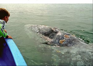 Ballena Gris. Bahía Magdalena.