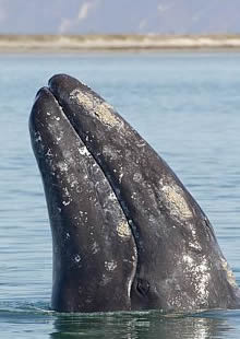 Ballena Gris en BCS.