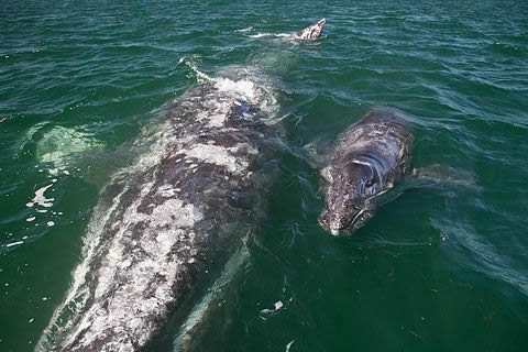 Ballena Gris en Baja California Sur.