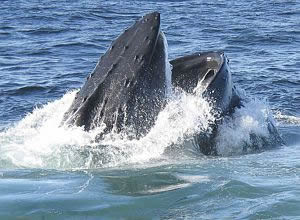 Ballena Jorobada alimentándose