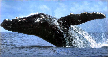 Ballena Gris. Baja California.