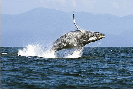 ballenas mexicanas.