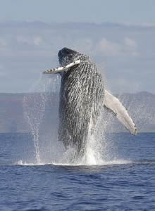 Ballena Jorobada saltando