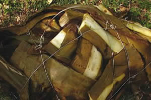 Bulto de borrego y hojas de maguey preparado.