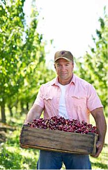 Recolección de cerezas.