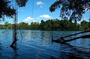 Manglar, Río Champotón