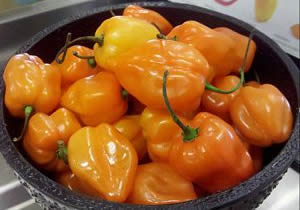 Chile Habanero