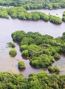 Manglares en la laguna de Términos