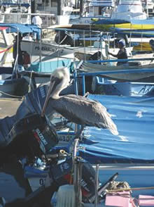 Marina Los Cabos