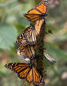 Mariposa Monarca