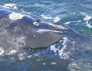 Orificios respiratorios de las ballenas. Ballenas mexicanas.