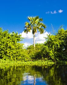 Área natural protegida. Pantanos de Centla