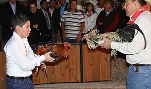 Peleas de Gallos