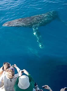 Refugio de ballenas