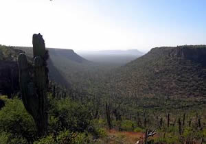 Reserva El Vizcaíno. Baja California Sur.