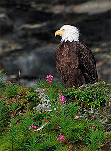 Águila Calva 