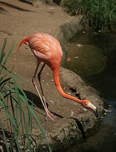 Zoológico de Audubon. Nueva Orleáns.