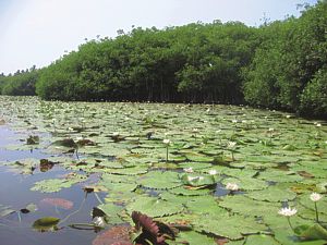 Estero Palo Verde. Estado de Colima.