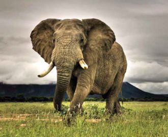 Elefante sudafricano.