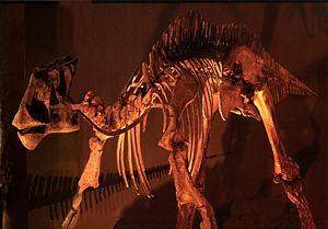 Poseedor de la colección más grande de fósiles y vertebrados de la era mezozoica.