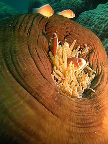 Gran Barrera de Oceanía.- Anémona 