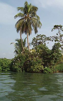 Isla de los Pájaros. Lago de Izabal.