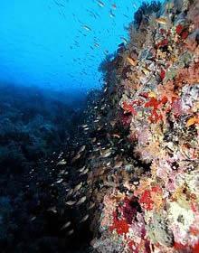 Coral en el Mar Rojo. Tesoros submarinos.