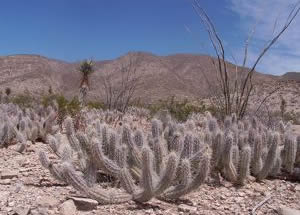 Zona del Silencio.