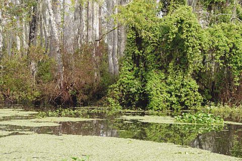 Pantanos en Lousiana