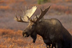 Parque Nacional Denali