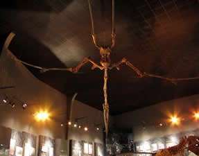 Quetzalcoatlus. Museo del Desierto.
