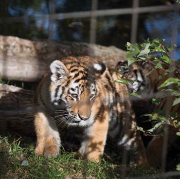 Tigre en Zoológico de Calgary.