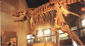 Tiranosaurio Rex. Museo del Desierto.