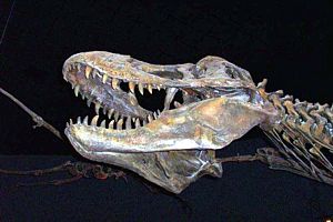 Tiranosaurio Rex. Museo del Desierto.