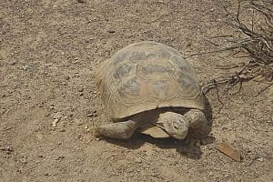 Tortuga del desierto