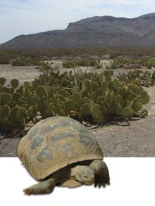 Tortuga del desierto de Mapimí