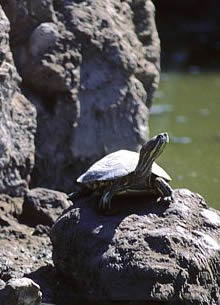 Tortuga de Cuatrociénegas