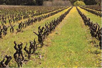 Viñas podadas en invierno