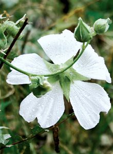 Volcán Poas. Flora