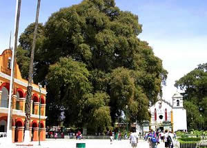 El Árbol del Tule. Un ahuehuete de más de 1,500 años de edad.