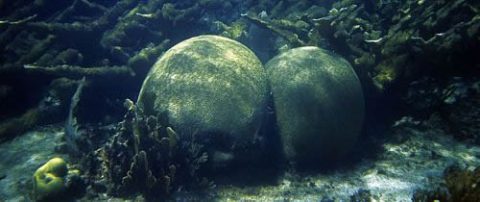 Buceo en arrecifes. Coral cerebro en arrecife de Cozumel