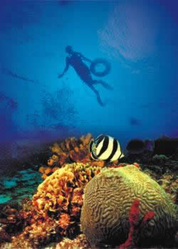 Buceo en arrecifes de Cozumel