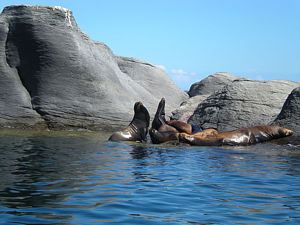 Lobos marinos de las islas Danzante y Colorado