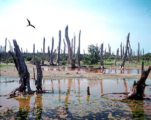 Bosque petrificado