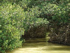 Manglar en Celestún