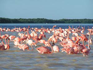 Flamingos en Ría Celestún